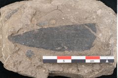 Foto (Detailansicht) von Eucalyptus oceanica Unger (NHMW-GEO-2024-0188-8036)